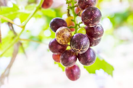 Red grapes for making  wineの写真素材