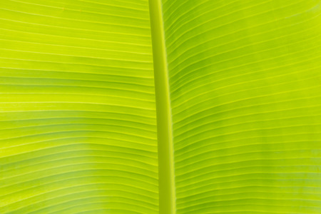 Green banana leaf for backgroundの写真素材
