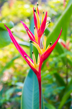bird of paradise flower  on green backgroundの写真素材