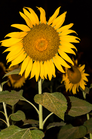 sunflower at night for backgroundの写真素材