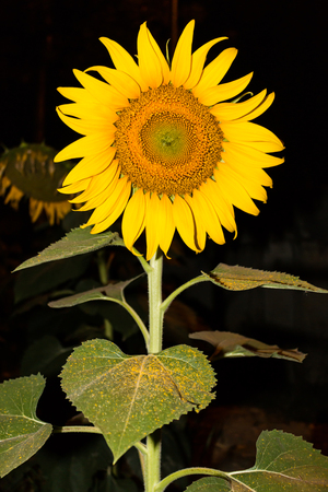 sunflower at night for backgroundの写真素材