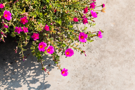 Pink flower,Common Purslane,Pusley Portulace grandiflor In pots on concreteの写真素材