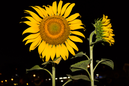 Sunflower at night for backgroundの写真素材