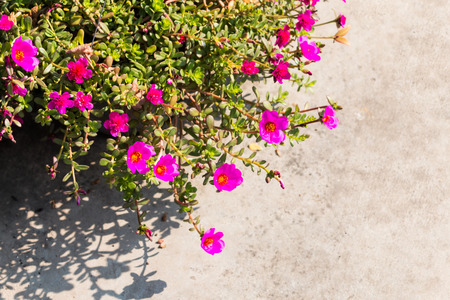 Pink flower,Common Purslane,Pusley Portulace grandiflor In pots on concreteの写真素材