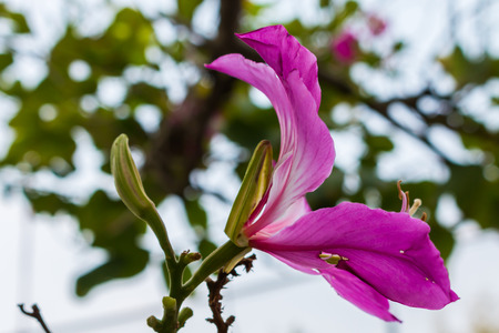 purpurea flowers for bokeh backgroundの写真素材