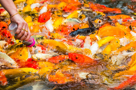 Feeding carp by handの写真素材