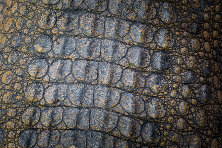 Crocodile skin texture blackgroundの写真素材
