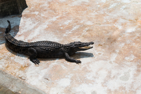 I opened my mouth crocodile farm in Thailandの写真素材