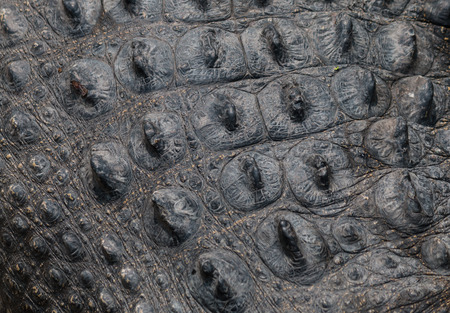 Crocodile skin textureの写真素材