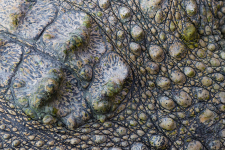 Crocodile skin texture