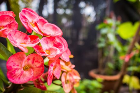Poi Sian pink flowersin vivid colorsの写真素材