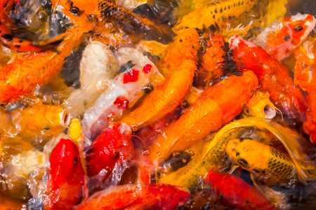 A variety of colorful koi fishの写真素材