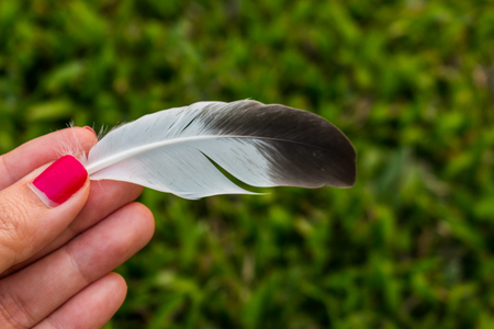 Hand-picked feathers fall onto the lawn green.の写真素材