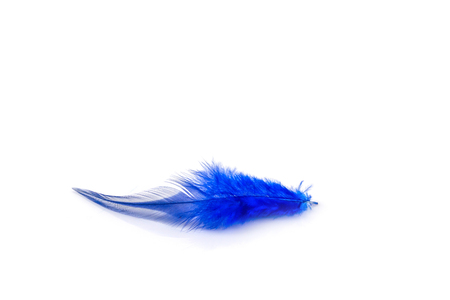 Blue feather on the white backgroundの写真素材