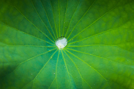 Drops of water on a lotus leafの写真素材