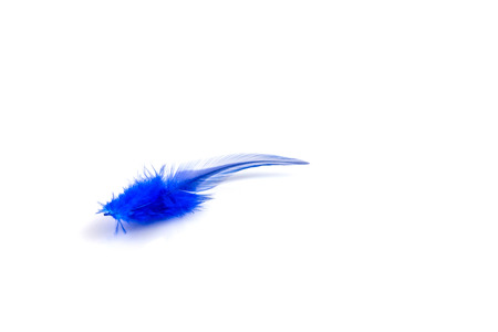 Blue feather on the white backgroundの写真素材