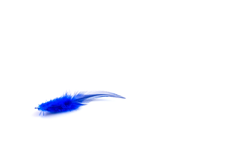 Blue feather on the white backgroundの写真素材