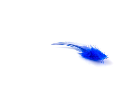 Blue feather on the white backgroundの写真素材