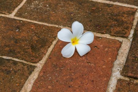 Plumeria flowers on rock backgroundの写真素材