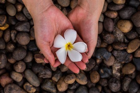 White plumeria flower in hand on rock backgroundの写真素材