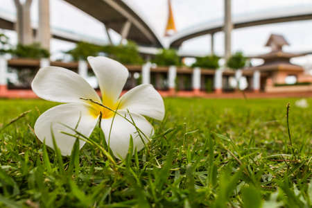 Plumeria white flower on the lawn.の写真素材