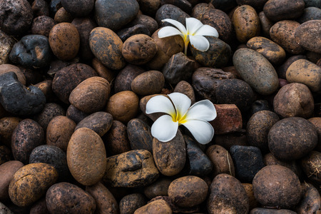 Plumeria on rock groundの写真素材