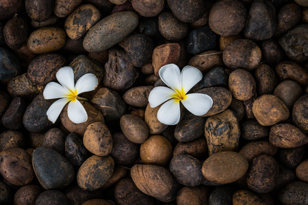 Plumeria on rock groundの写真素材