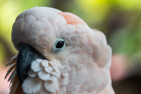 White parrot bird