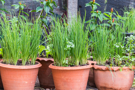 onion plantation in the vegetable gardenの写真素材