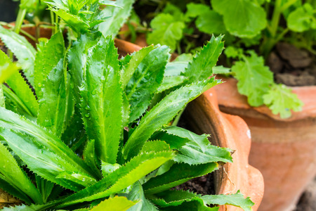 Fresh green culantro for healthy conceptの写真素材