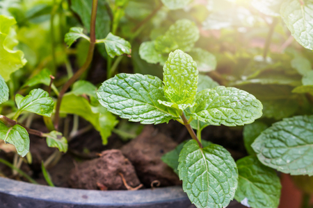Peppermint  leaf green plants with aromatic properties of strong teeth and fresh ivy as a ground cover plant in thailandの写真素材
