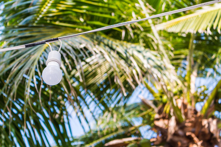 A coconut tree decorated with  lamps near a resort by the beachの写真素材