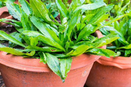 Fresh green culantro for healthy conceptの写真素材