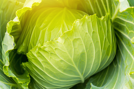 Organic Cabbage. Fresh Green Head of Cabbage in the gardenの写真素材