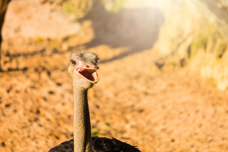 portrait of an ostrich