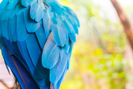 Colorful blue green and orange of wing of the parrot  Macaw  feathers texture with bokeh backgroundの写真素材
