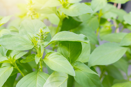 Fresh green Ocimum africanum (Hairy Basil) for healthy cooking Planted in Thailand