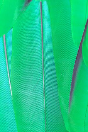 feathers of blue and green macaw parrot for pattern backgroundの写真素材