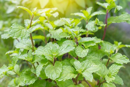 Peppermint leaf green plants with aromatic properties of strong teeth and fresh ivy as a ground cover plant in thailandの写真素材
