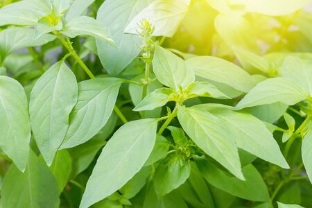 Fresh green Ocimum africanum (Hairy Basil) for healthy cooking Planted in Thailandの写真素材