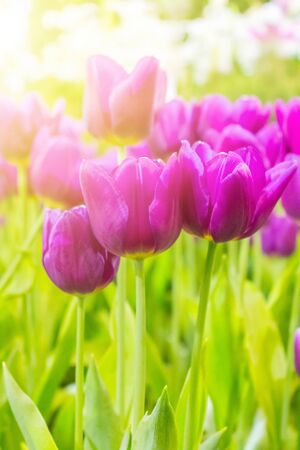 Beautiful purple tulips flowers blooming in a gardenの写真素材