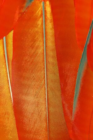 feathers of blue and green macaw parrot for pattern backgroundの写真素材