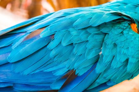 Colorful blue green and orange of wing of the parrot  Macaw  feathers texture backgroundの写真素材