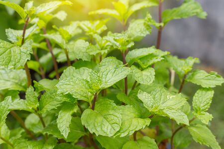 Peppermint leaf green plants with aromatic properties of strong teeth and fresh ivy as a ground cover plant in thailandの写真素材