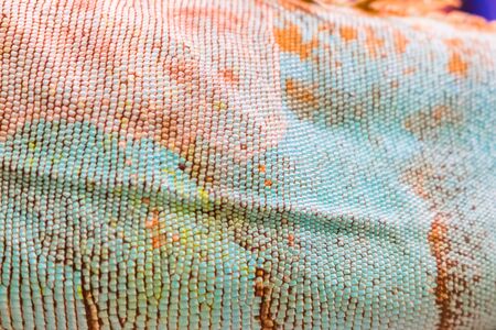 Colorful skin of Iguana background textureの写真素材