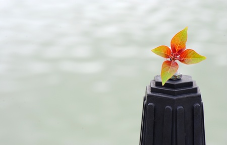 red-yellow flower on the lamp baseの写真素材