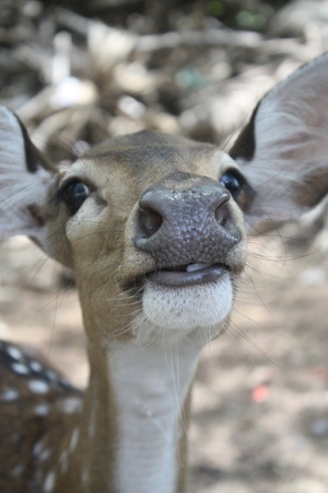 deerの写真素材