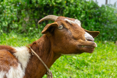 Close up portrait of a goat looking at camera with green grass backgroundの写真素材