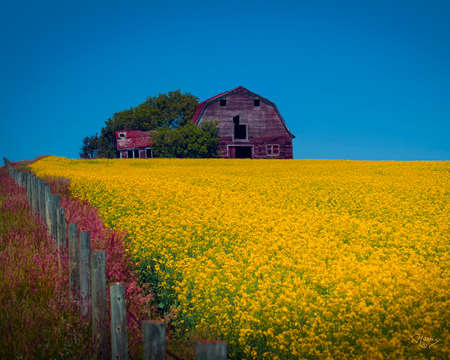 Ukraine colors, old barn, canola field