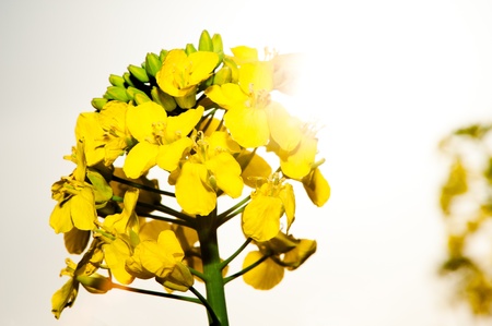Close up, macro, rape field plant with sun haloの写真素材